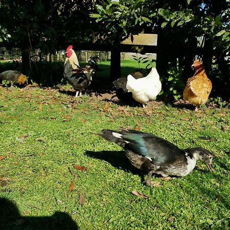 Farm Stay Right On Te Awa River Bike Trail Tamahere Ngoại thất bức ảnh