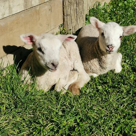 Farm Stay Right On Te Awa River Bike Trail Tamahere Ngoại thất bức ảnh