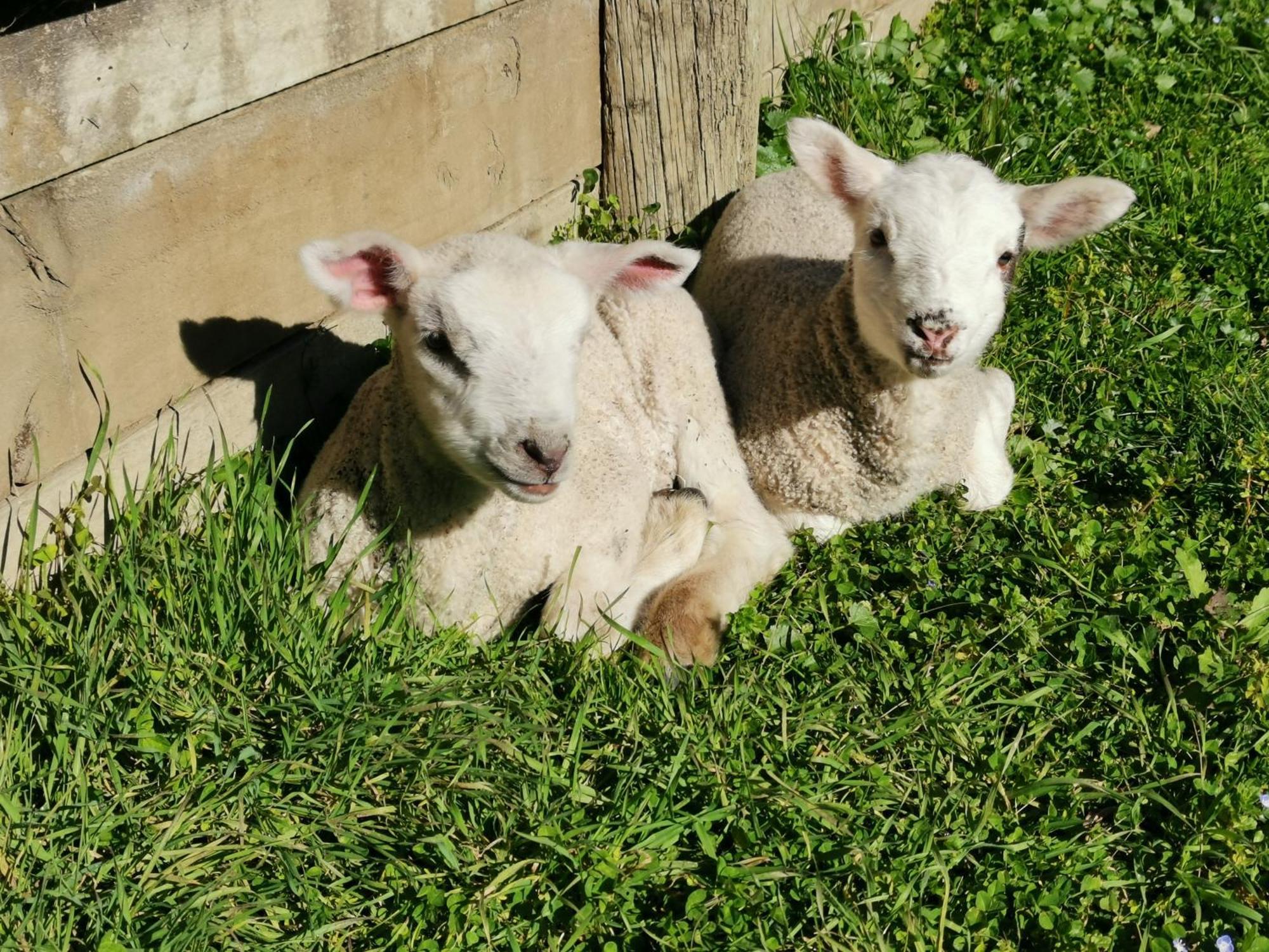 Farm Stay Right On Te Awa River Bike Trail Tamahere Ngoại thất bức ảnh