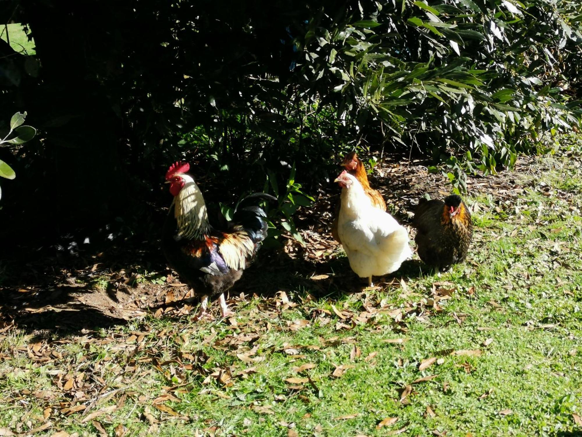 Farm Stay On Te Awa Cycleway Tamahere Ngoại thất bức ảnh